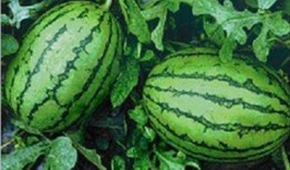 吃瓜网丽江网红,吃瓜网上的璀璨明星