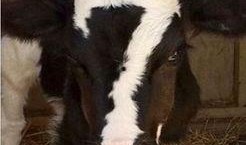 微信今日有爆料的动物,神秘动物惊现，揭秘其神秘面纱