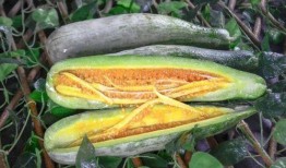 网红吃瓜视频地址,揭秘幕后真相，带你领略网络红人的真实生活