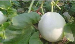 网红吃白兰瓜视频,口感惊艳引网友热议！