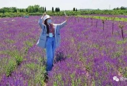 胶州新闻爆料,惊现神秘事件，真相即将揭晓！