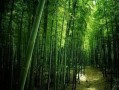 枫叶之路爆料视频最新