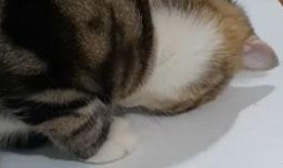 吃瓜遛鸟视频大全免费观看,吃瓜遛鸟视频大全，轻松娱乐一网打尽