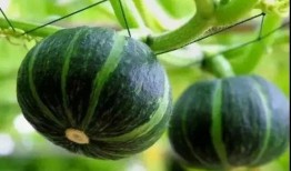 山东网红吃瓜事件真相视频,还原背后真相